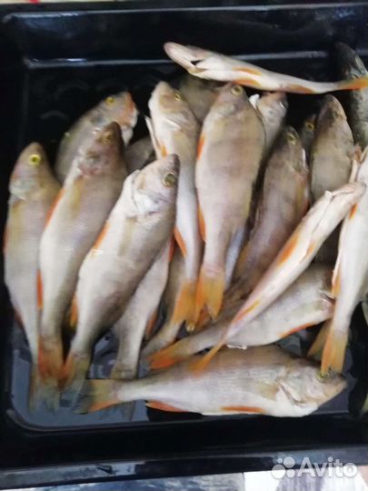 Свежая рыба