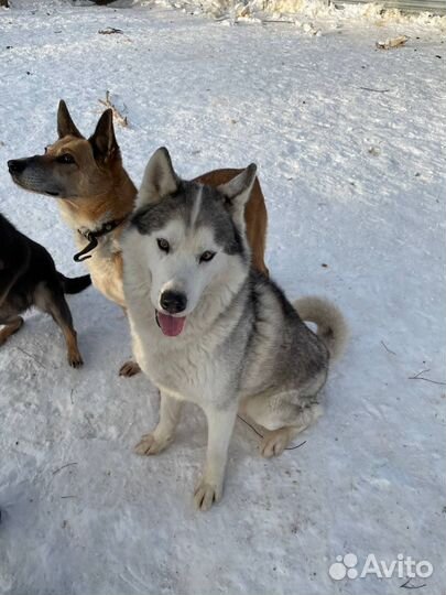 Сибирский хаски