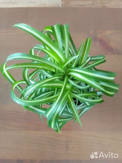 Хлорофитум кудрявый 
