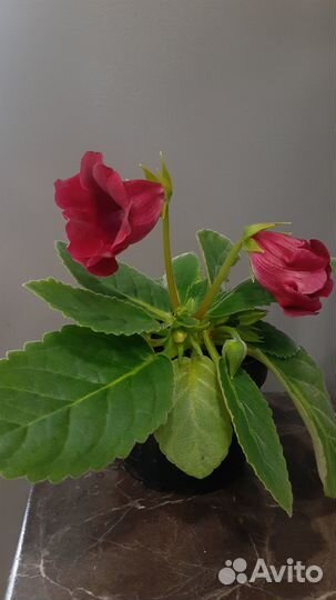 Глоксиния махровая нежно розовая и тидеи