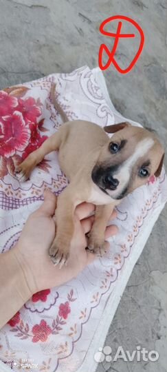 Щенки американского Стаффорда