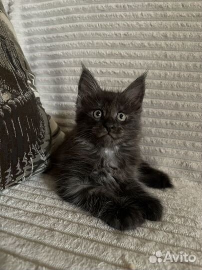 Котёнок мейн-кун продан
