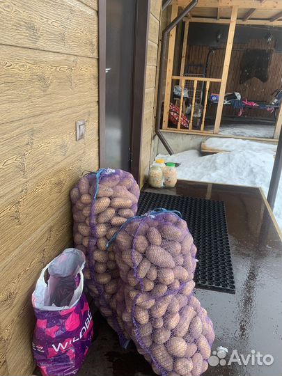 Картофель(красный и желтый)