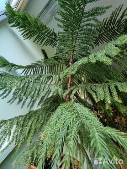 Араукария чилийская