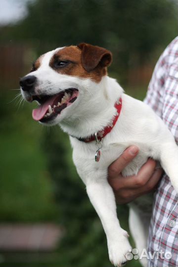 Мини кобель. Вязка. Щенки