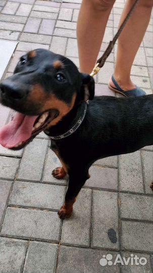 Щенки ягдтерьера потерялся