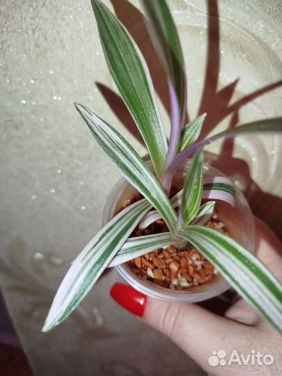 Крестовник и грунт