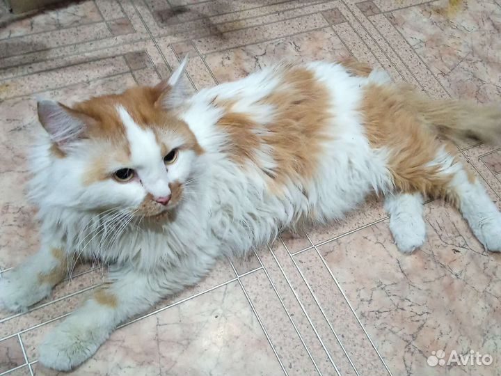 Кот взрослый потеряшка. Хозяин отзовись