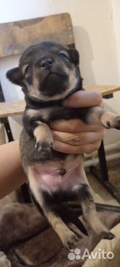 Щенки русский той-терьер