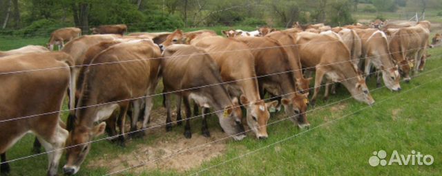 Электропастух для крс