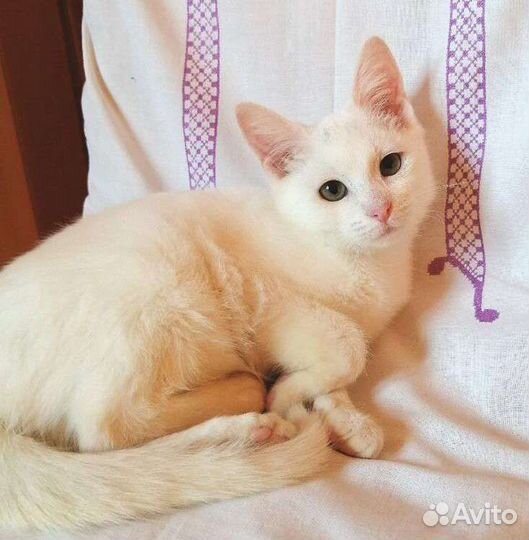 Котенок белая кошка бесплатно