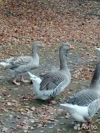 Гуси