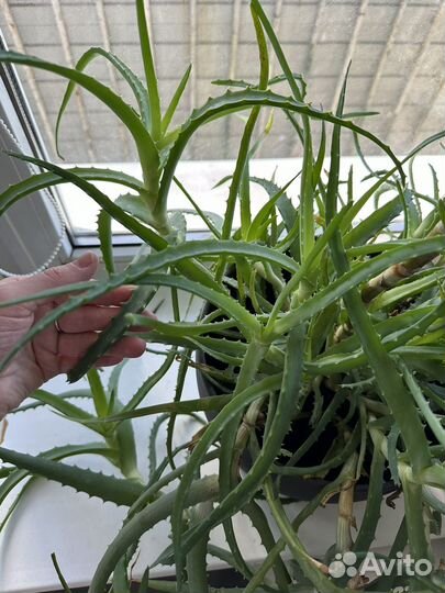 Алоэ столетник отростки