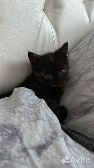 Котенок девочка в добрые руки