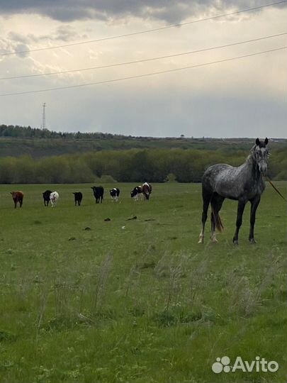 Молодая кобыла