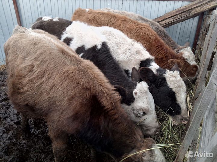 Тёлочки 6-8 мес