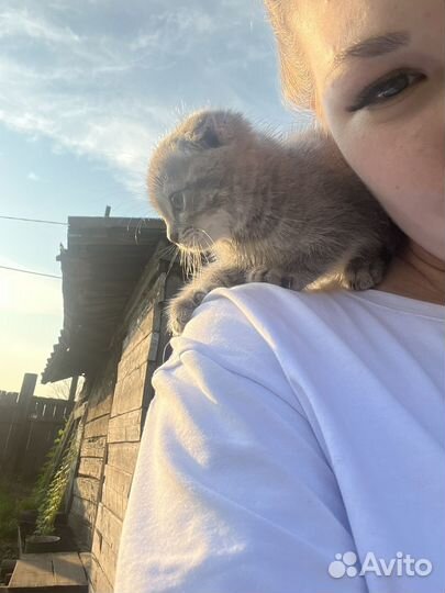 Шотландская вислоухая девочка