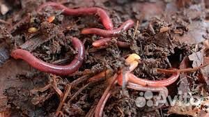 Черви Старатель