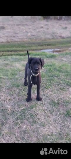 Собака ищет дом