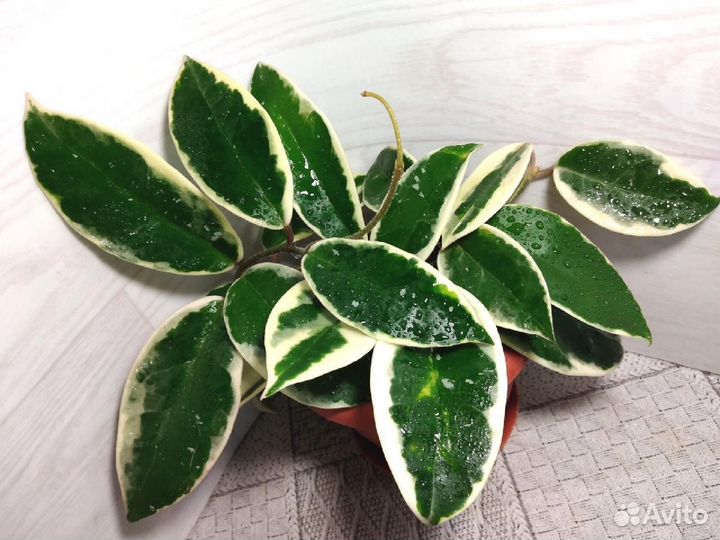 Хойи, 9 сортов, укорененные и срезы