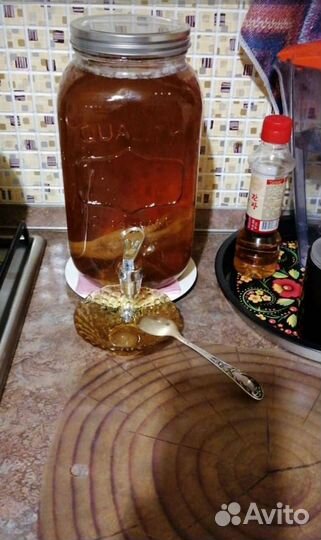 Чайный гриб - Медузомицет - Комбуча