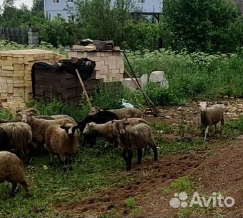 Баранчики молодые на курбан