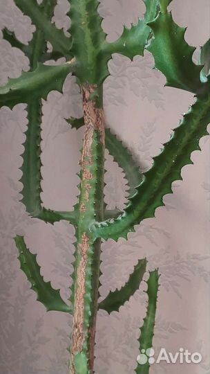 Большой кактус