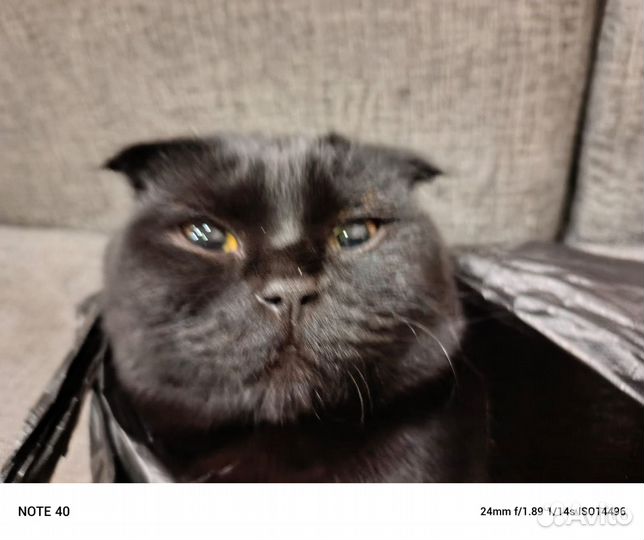 Шотландская кошка вязка