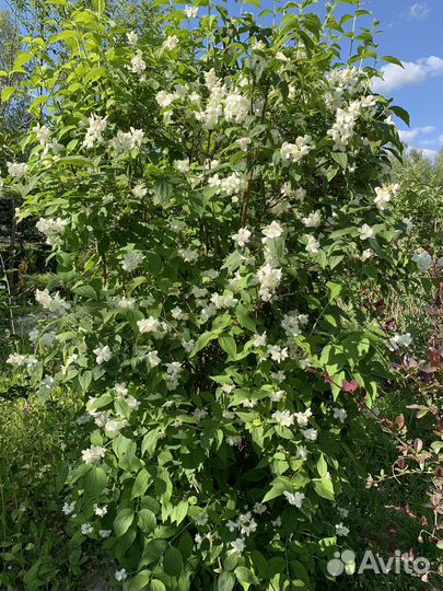 Жасмин (Чубушник)