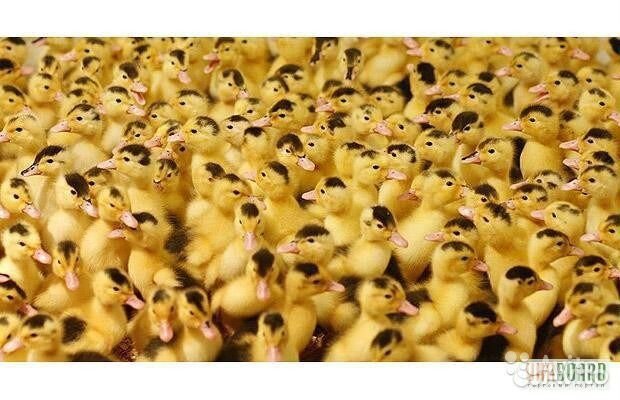 Утята гусята