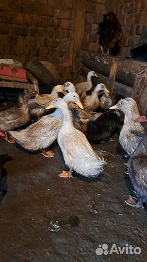 Утки муларды