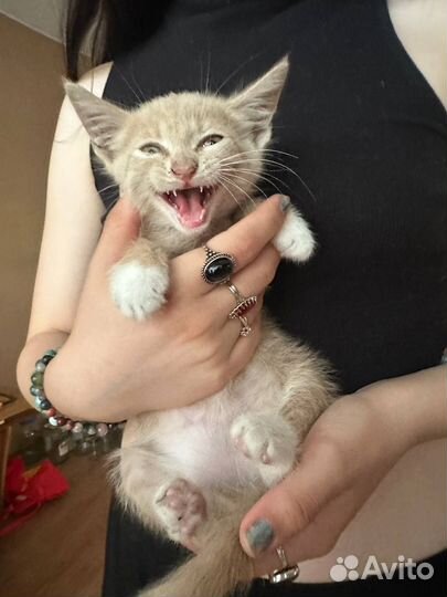 Рыжий персиковый котенок