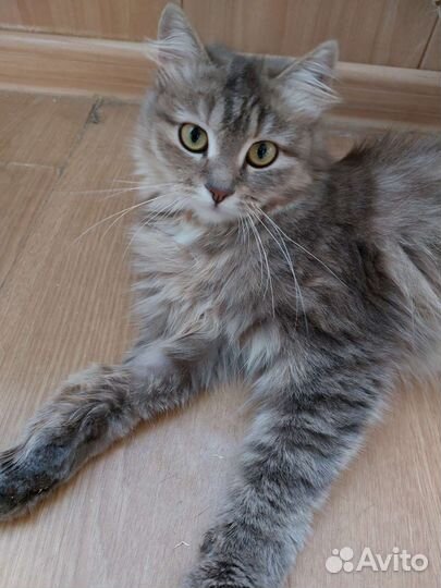 Молодая кошечка ищет дом