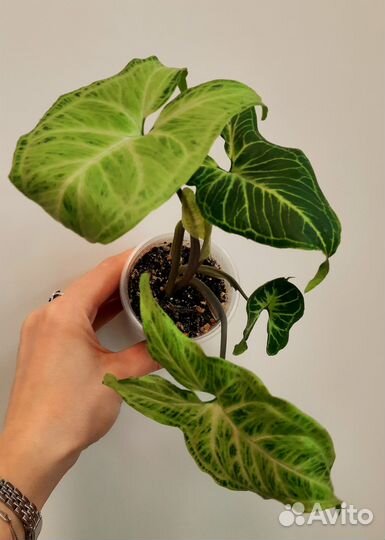 Сингониум золотая венеция