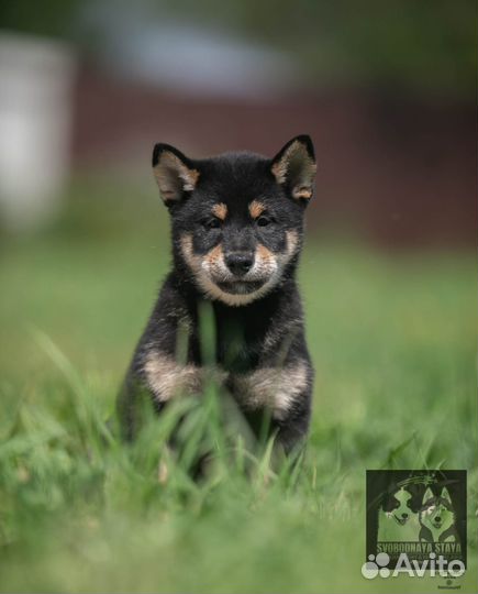 Продажа щенки Сиба ину(Шиба) п-к *Свободная стая*