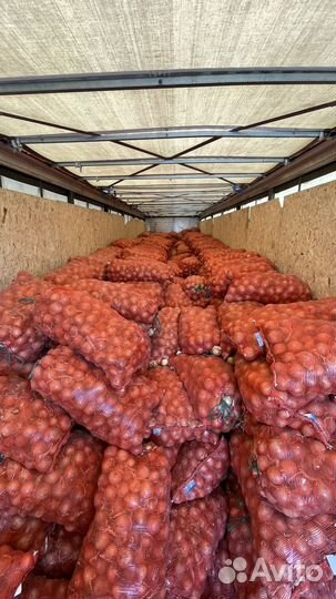 Лук репка зимний на хранение