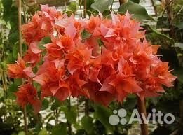 Бугенвилея, черенки и саженцы читай текст