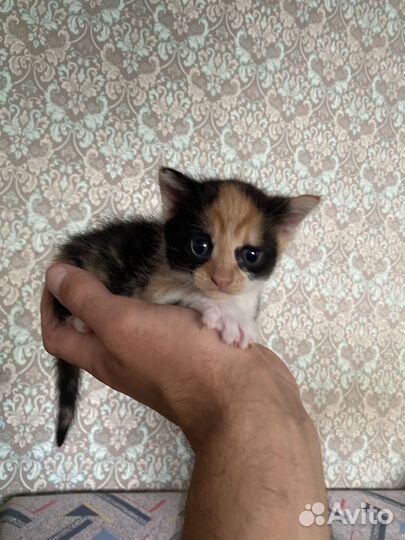 Отдам в добрые руки