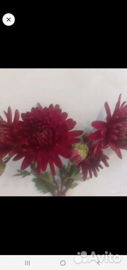 Хризантема, пион, замиокулкас