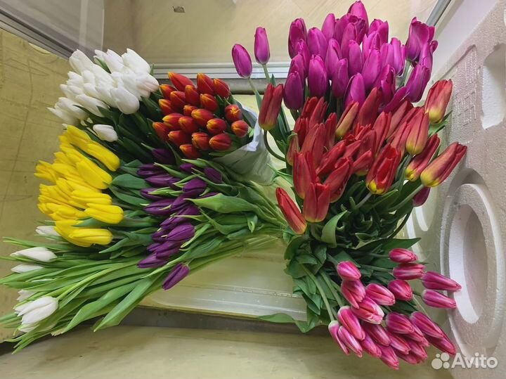 Тюльпаны со склада