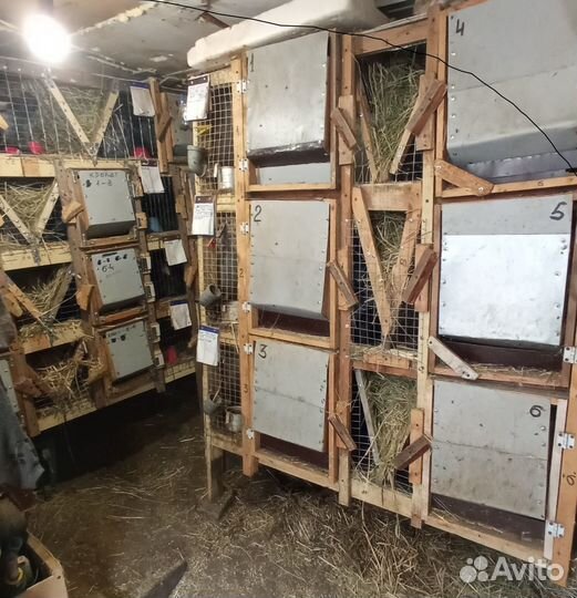 Кролики мясной породы