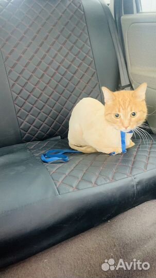Кот в добрые руки