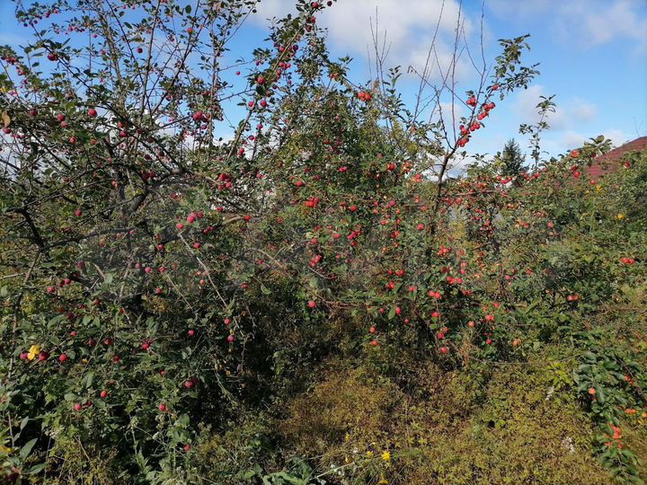 Дача 63,7 м² на участке 8,2 сот.