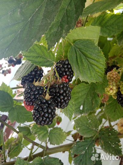 Суперурожайная бесшипая ежевика Торнфри ежемалина