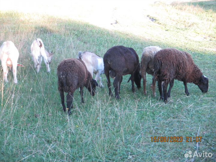 Овцы козы