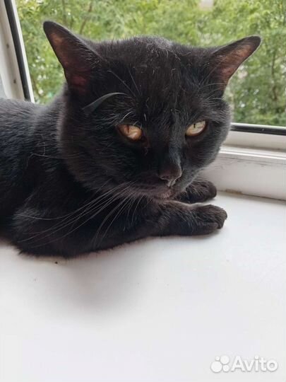 Кота отдам в добрые руки бесплатно