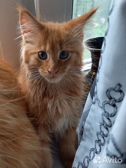 Котята мейн-кун