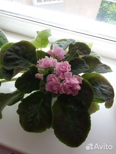 Сортовые фиалки