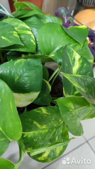 Цветы и деревья