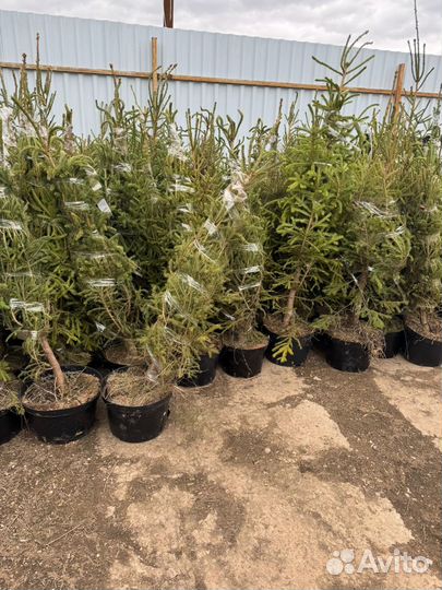 Елка в горшке